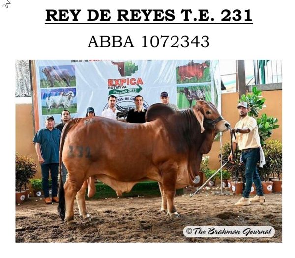 Lote 60 - Imagen 3