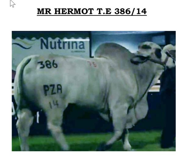 Lote 46 - Imagen 3