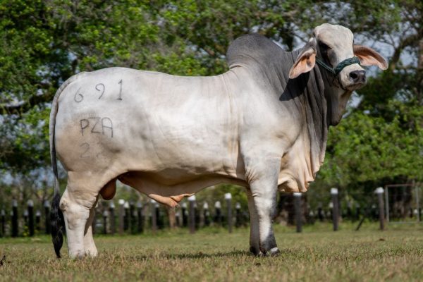Lote 01