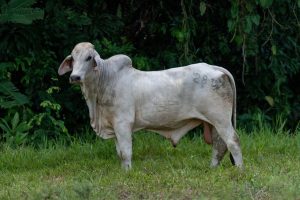 Lote 18
