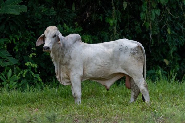 Lote 18