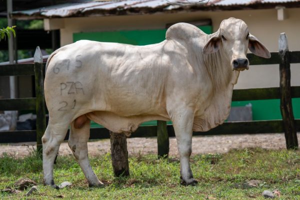 Lote 03