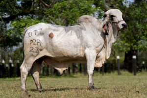 Lote 35