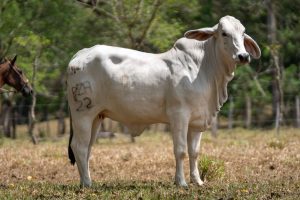 Lote 42