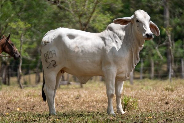 Lote 42