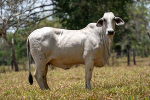 Lote 43