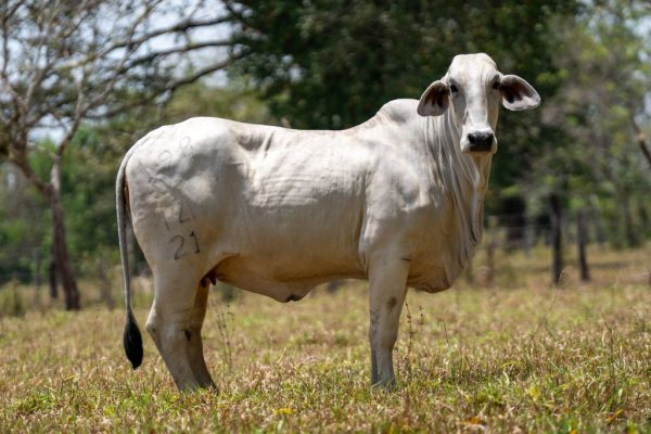 Lote 43