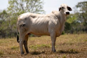Lote 44