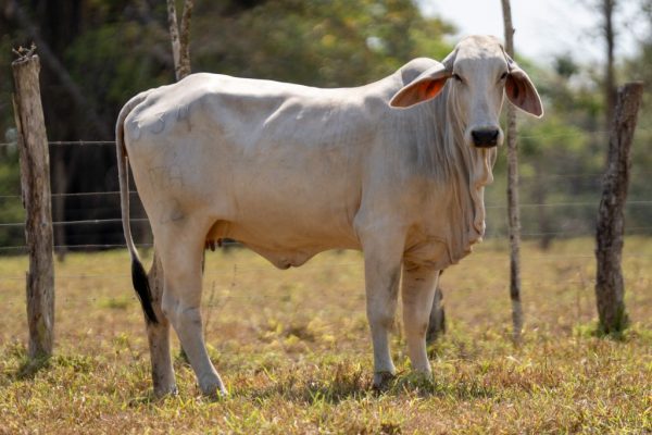 Lote 45