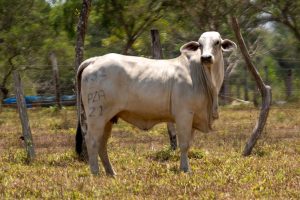 Lote 47