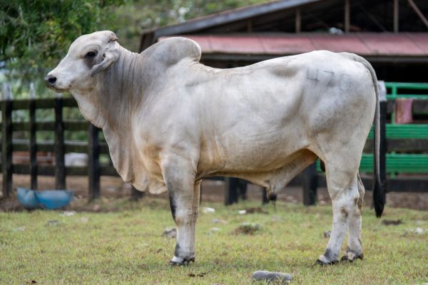 Lote 05