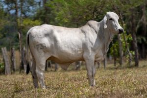 Lote 50