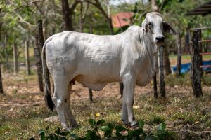 Lote 55