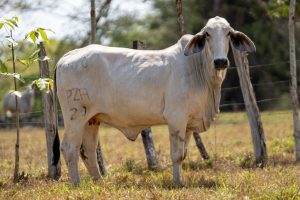 Lote 56