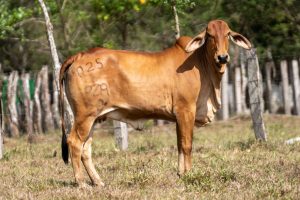 Lote 57
