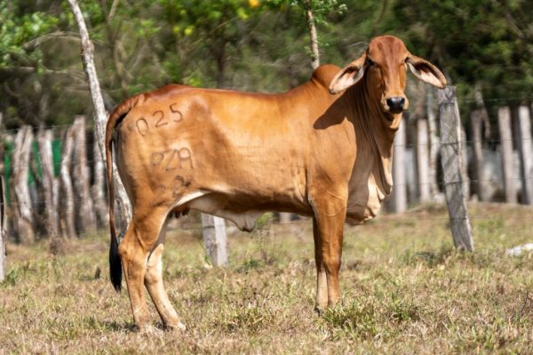 Lote 57