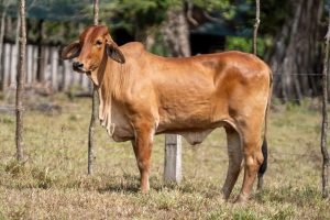 Lote 59