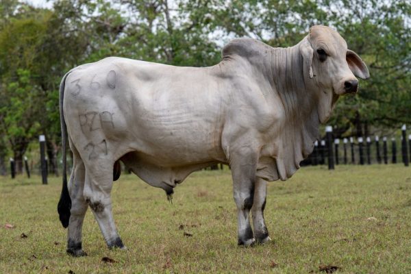Lote 06