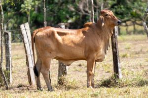 Lote 60