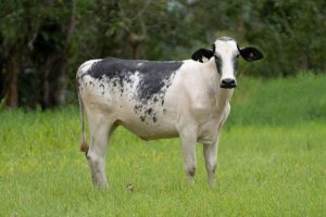 Lote 61