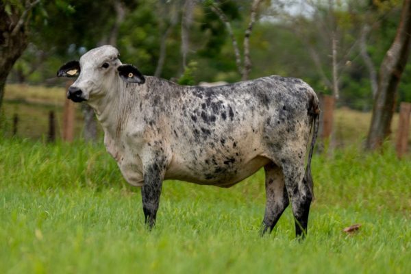 Lote 62