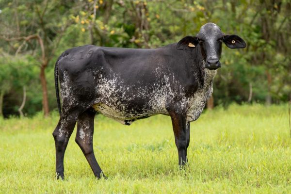 Lote 65