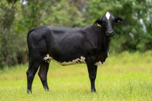 Lote 66